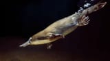 platypus6