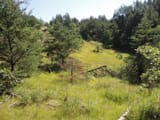 Pine-Barrens-3533