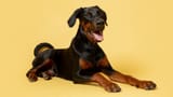 BLOG_BREED_IMAGES_DOBERMAN_1_dbefc5eb-a55e-4df4-8956-df24e1286f5e
