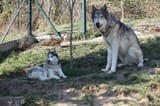 Wolfdog next to a husky