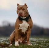 Pitbull