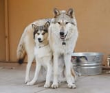 husky &amp; wolf