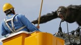 Chimp_powerlines