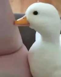 Thread image