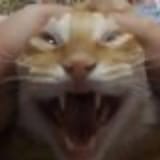 yaaa