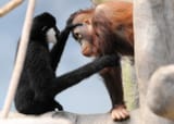 pals