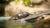 san diego platypus
