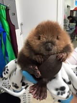 Baby beaver sucking tail