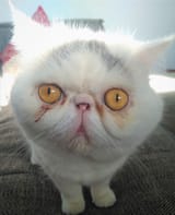 jimmy-exaggerated-002