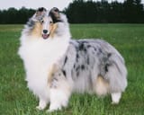blue-merle-collie_twin-city-wyndlair-anthem