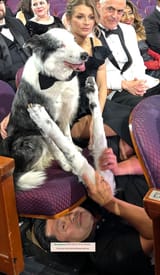dog clap1