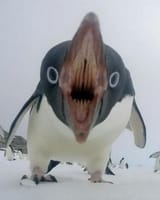 angry-penguin