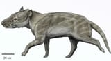 Harpagolestes_macrocephalus24