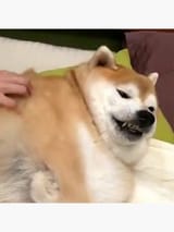 toofs