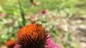 echinacea_sweat_bee_thumb.jpg