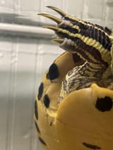turtleclaws