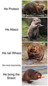 beav