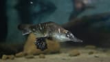 Mackenzie-the-Platypus-on-exhibit-at-Platypus-Rescue-HQ_Rick-Stevens-2