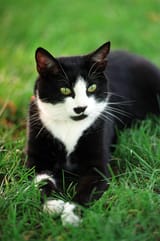 Socks (c.1989 – February 20, 2009