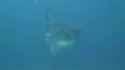 Mola_mola_breaching_thumb.jpg