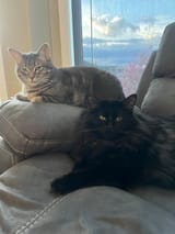 Kitties
