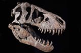 221109115441-01-maximus-t-rex-skull-auction