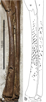 Ornithomimus &#039;feather marks&#039; look fake