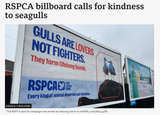 Screenshot 2025-07-06 at 20-13-54 RSPCA billboard in Great Yarmouth wants kindness to seagulls - BBC News