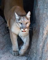 CMM_MountainLion