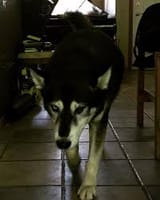normal husky walking stance