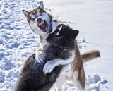 huskies playing