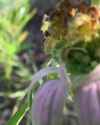 bee_balm_thumb.jpg
