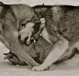notwolves