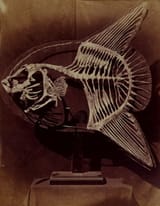 Skeleton_of_the_sun_fish,_1857