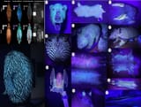 platypus under UV light