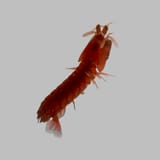 Florida Mantis Shrimp 