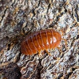 Armadillidium_OrangeVigor