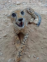 cheetogf