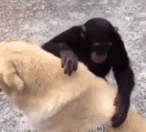 pets
