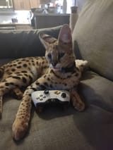 this is the person calling you the n word on cod