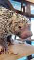 porcupine pets_thumb.jpg
