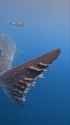 whale shark remoras_thumb.jpg