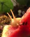 snail watermelon_thumb.jpg
