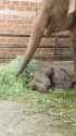 elephant bed time_thumb.jpg