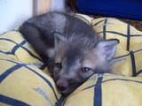 vixey_smol2