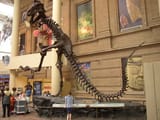 rockette-rex