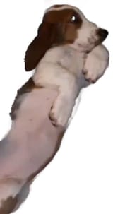 Witness hound