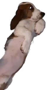 Witness hound 2