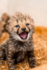 cheetah cub