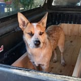 acd coyote mix